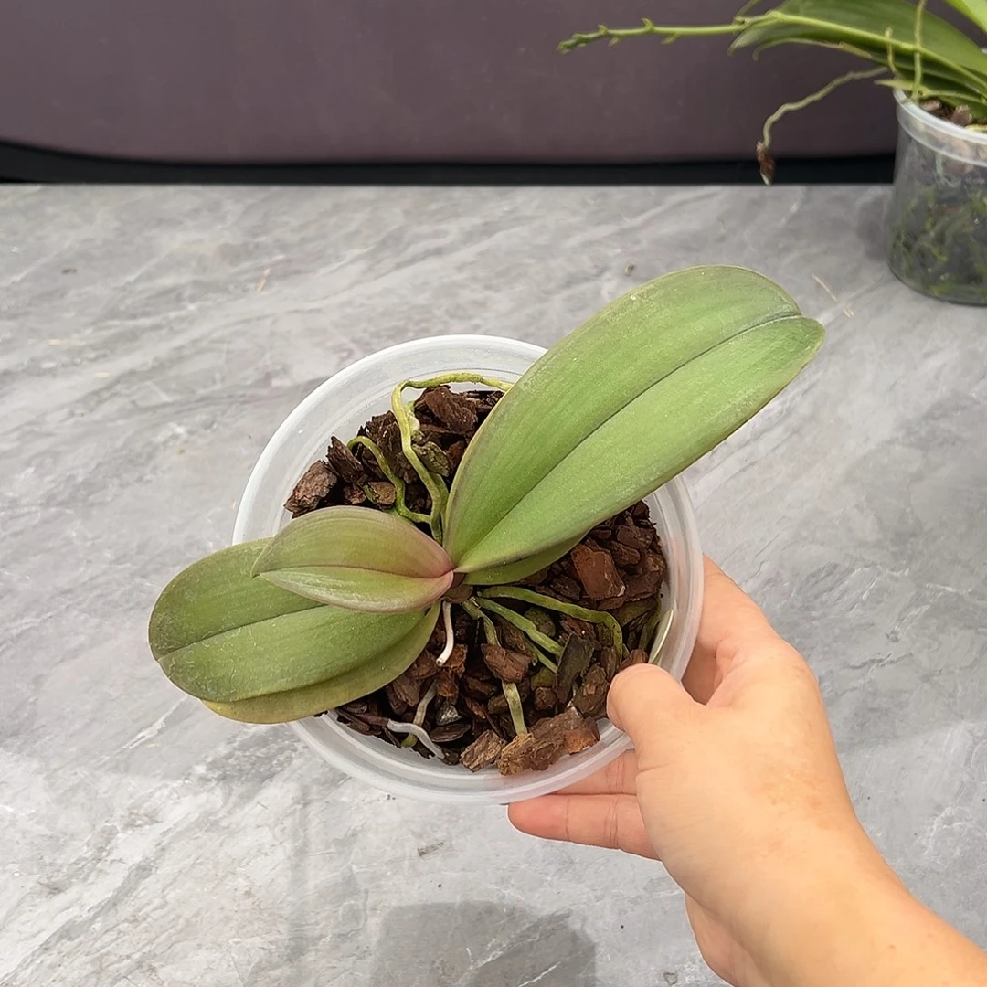 完全开放桑德粉 4.5寸杯