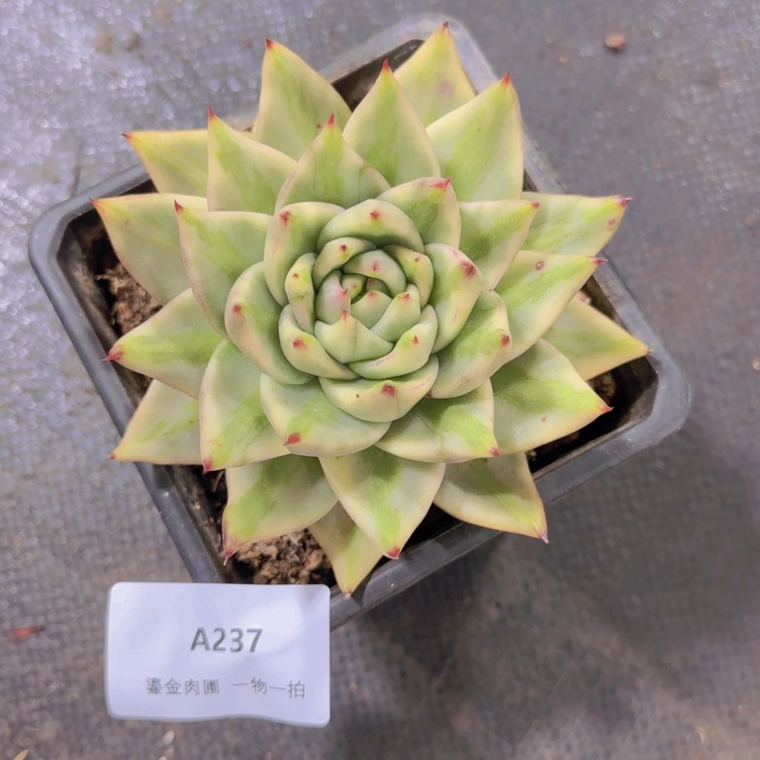 乐***儿A237艾克魂锦
