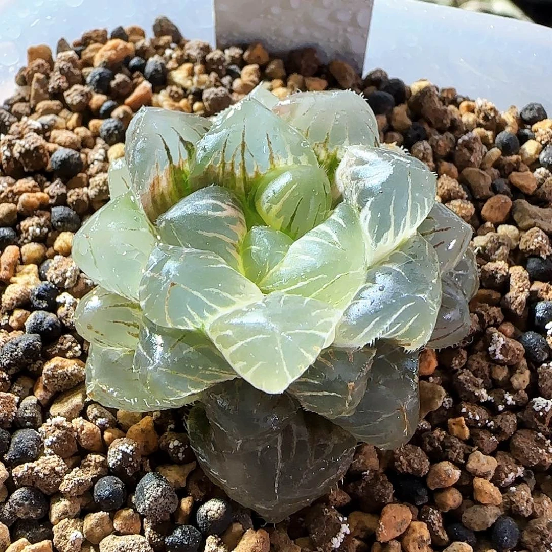 313号实生玉露锦一物一拍带盆土