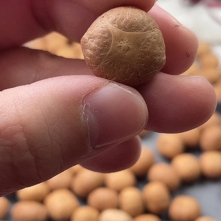 手串凤眼菩提尼泊尔小凤眼