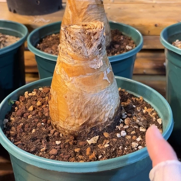 潮流植物巨凤之卵107