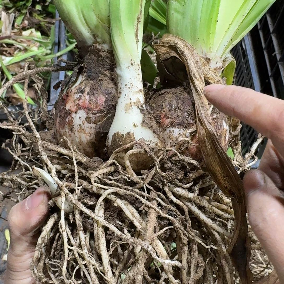 浪漫嫁衣双胞胎开花球