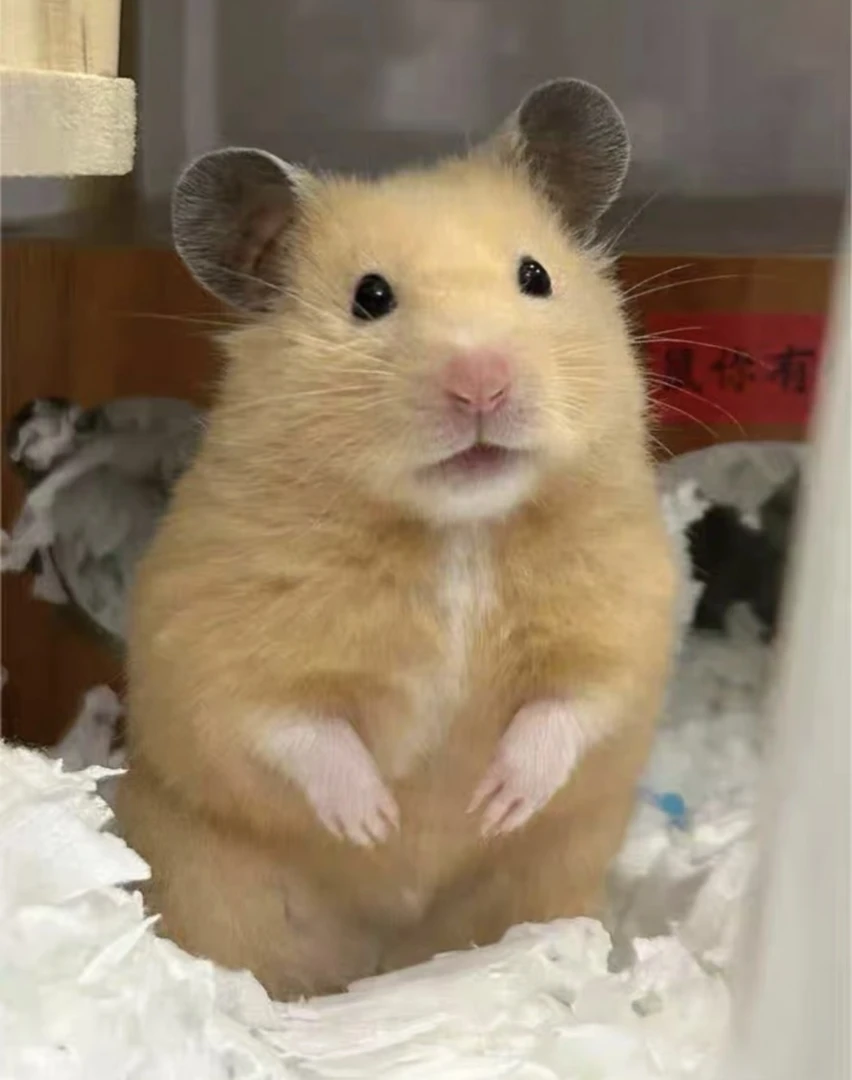 金丝熊波利随机发