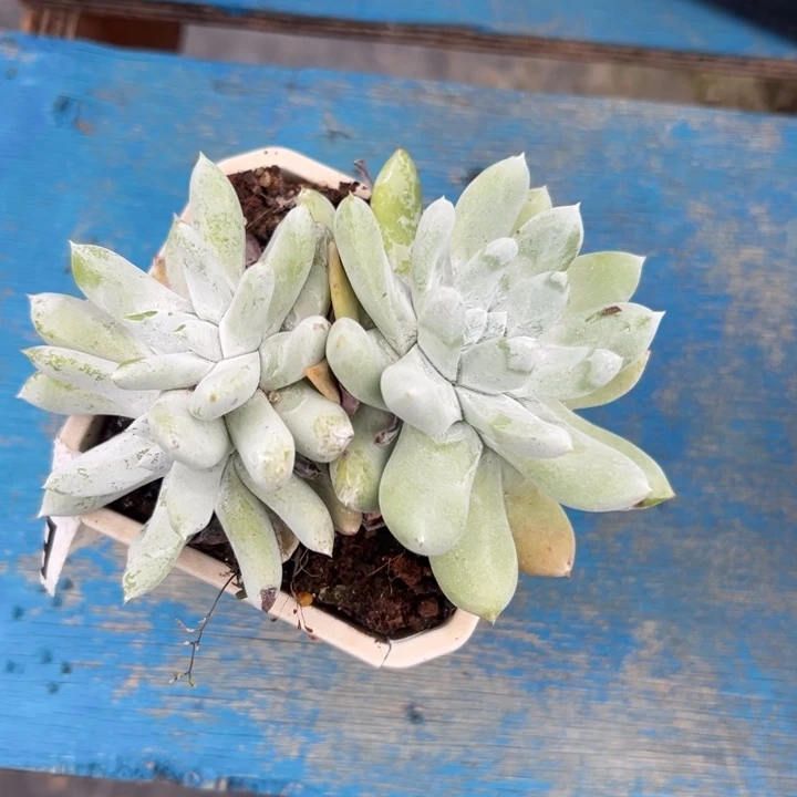 两颗小可爱～拇指杂966