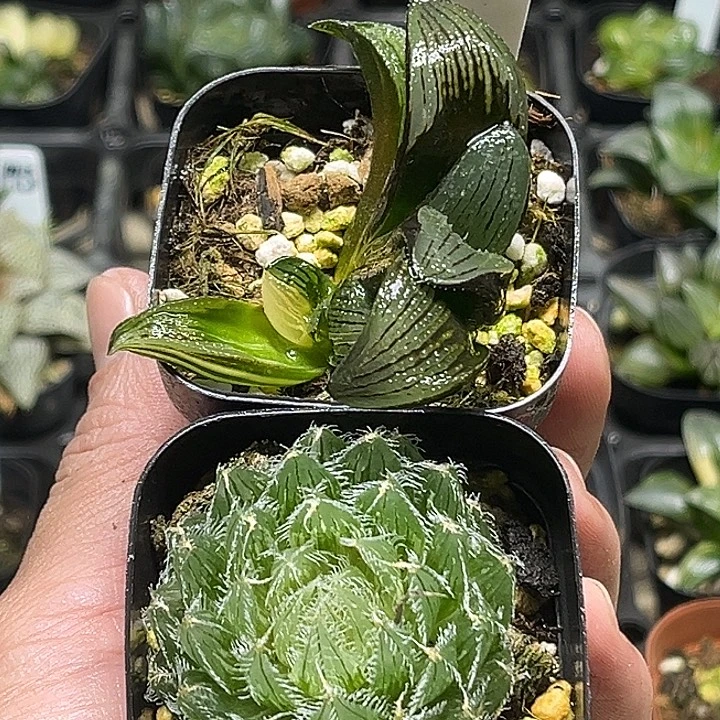 211芭提雅茜云锦+塞米维亚玉露锦