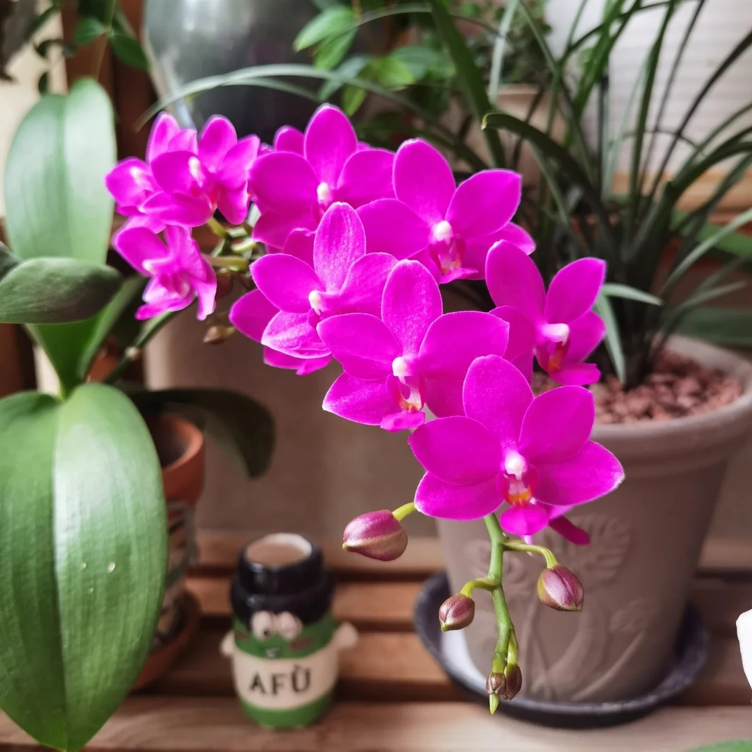 【带花剑】紫葡萄胡蝶兰花苗带花剑2.8寸杯