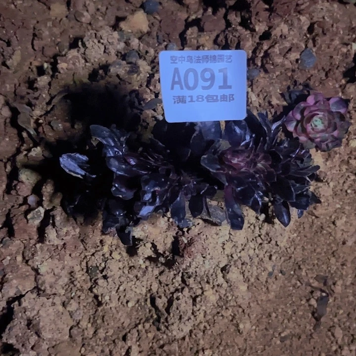 ?***?091欧佳丽缀多肉植物