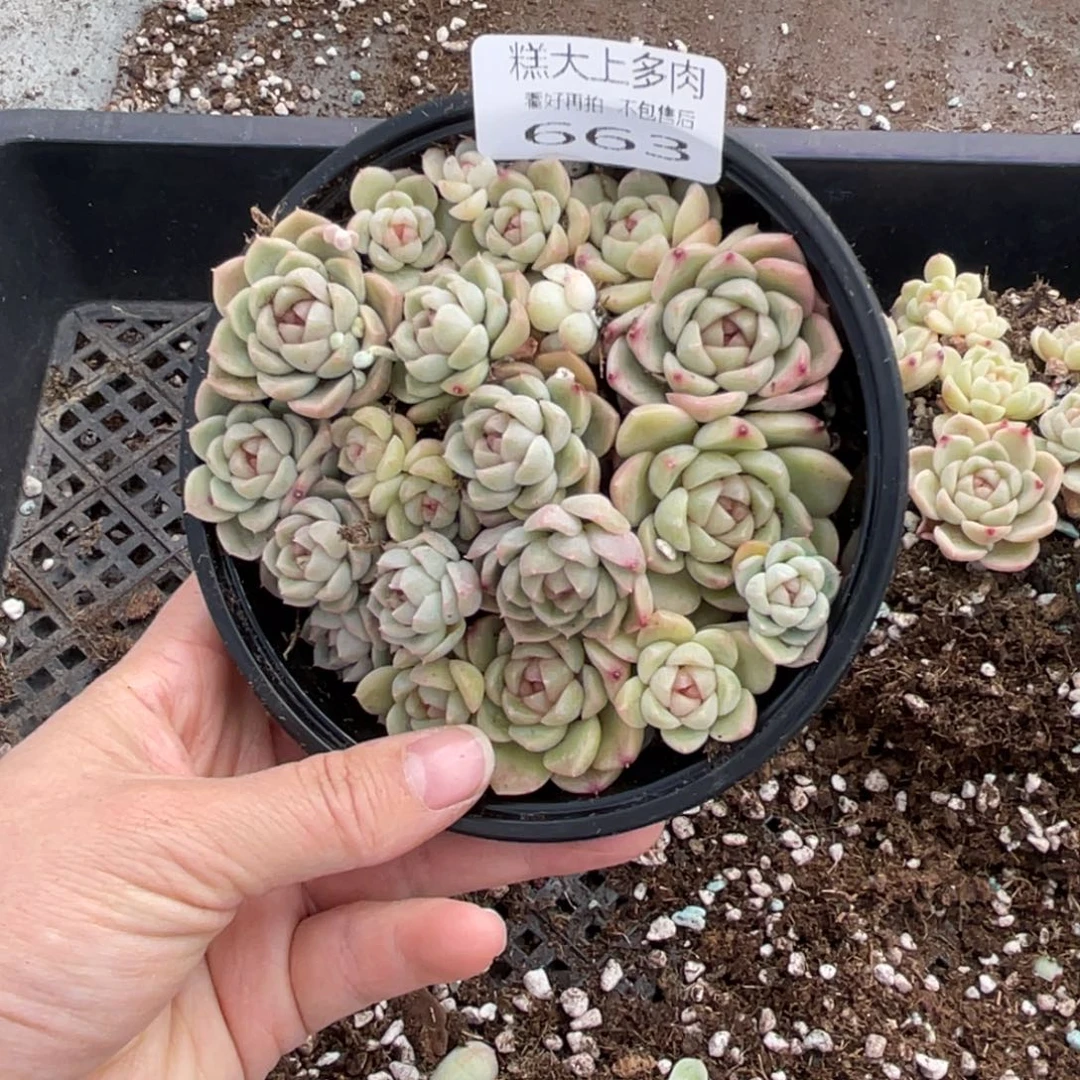 糕大上多肉植物663