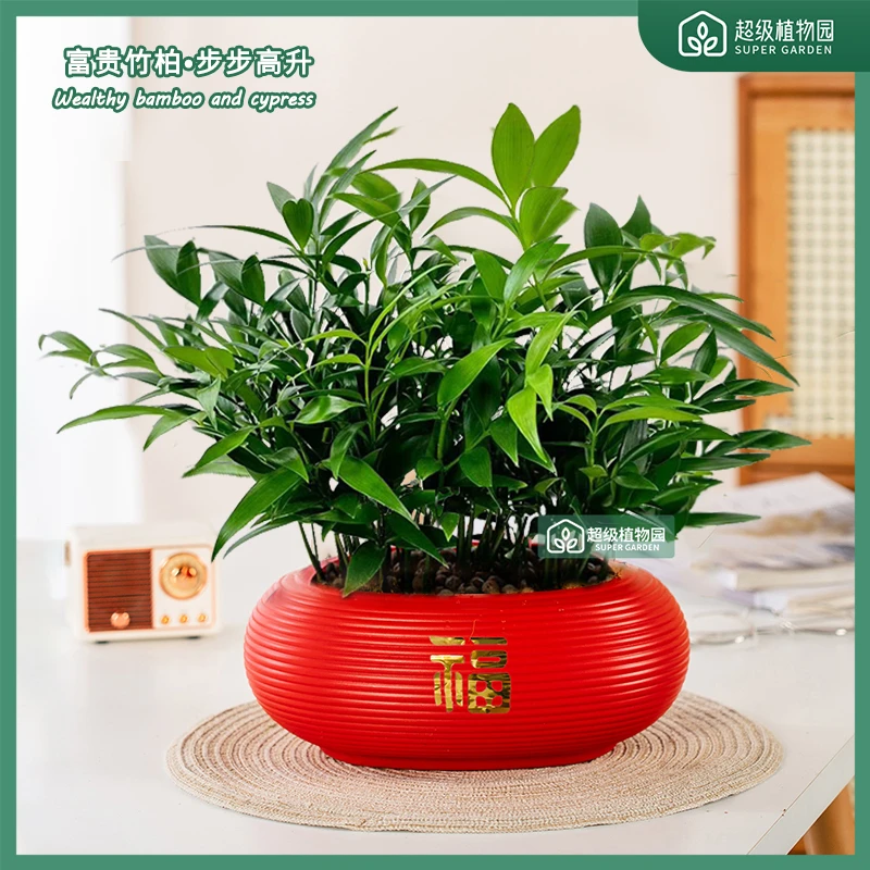 富贵竹柏盆栽植物室内四季常青净化空气绿植四季好养绿植