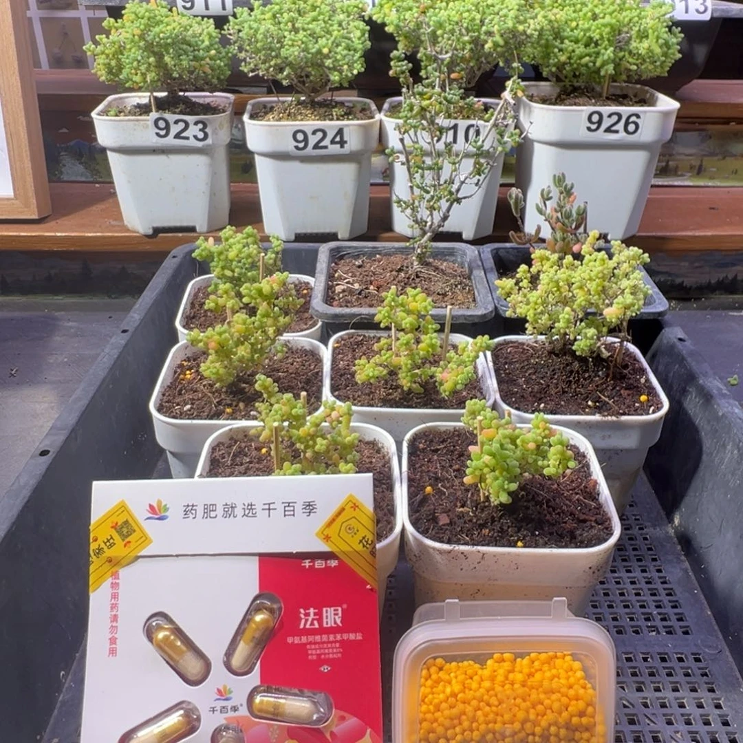 枝干番杏多肉植物929乐