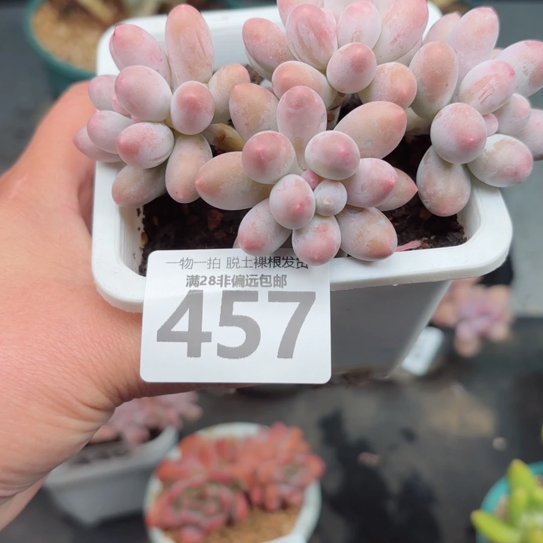 汤圆老桩无盆土发货