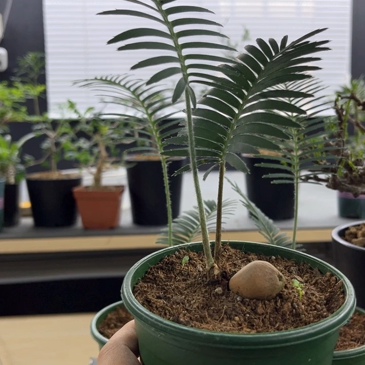 远****n鱼骨双子铁一物一拍