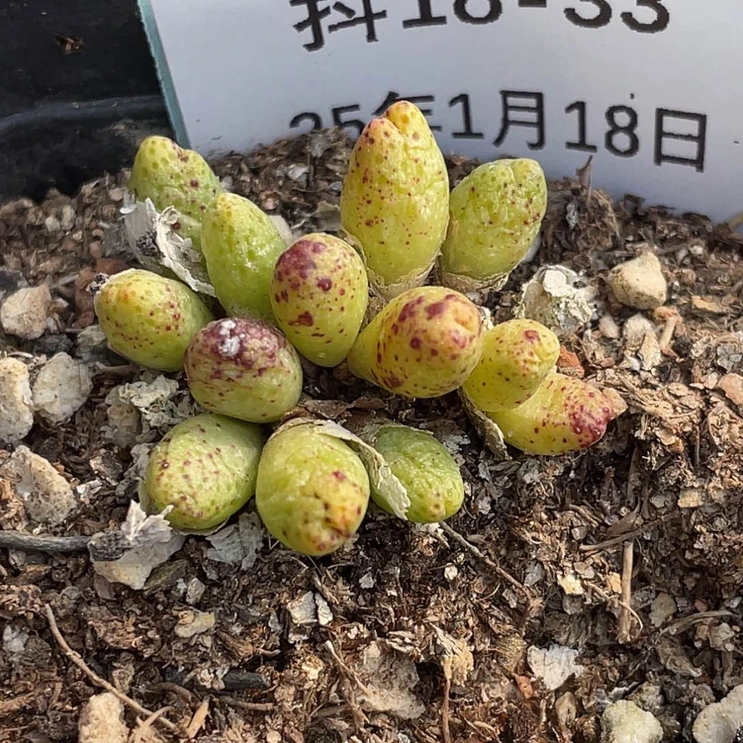 18-33草莓斑马肉锥