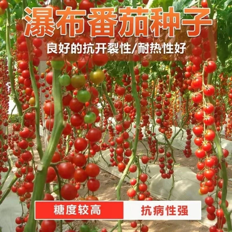 瀑布小番茄种子甜开胃酒红千禧西红柿圣女果小番茄种子孑籽