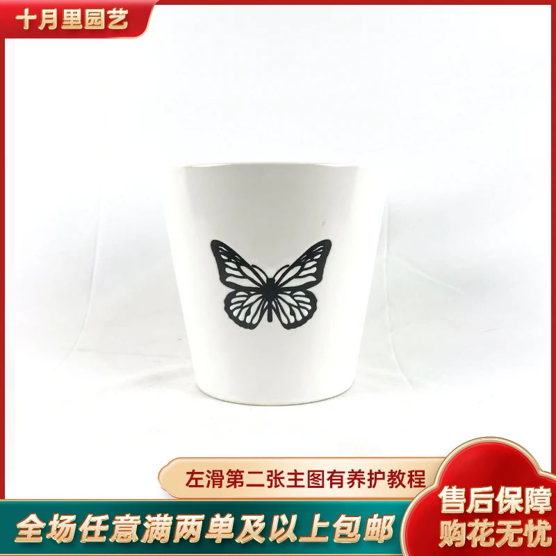 十月里园艺【陶瓷盆】蝴蝶兰3.5寸杯专用花盆包邮