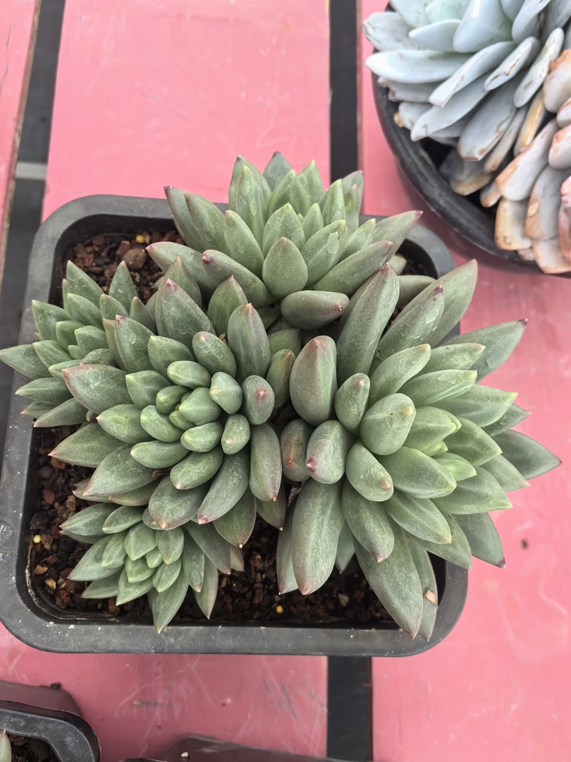 米其林群生小盆多肉植物