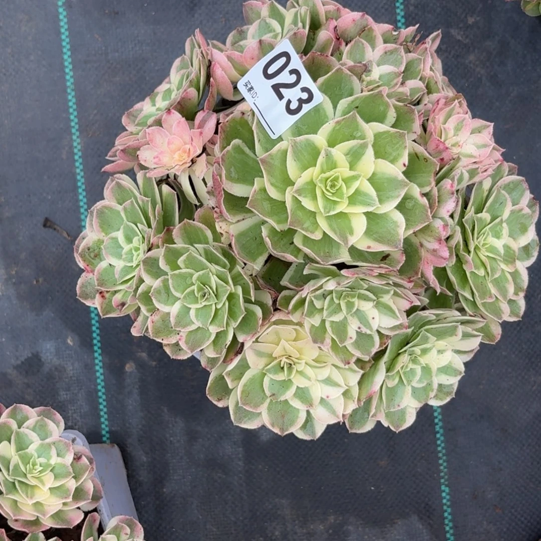 023西施多肉植物发货