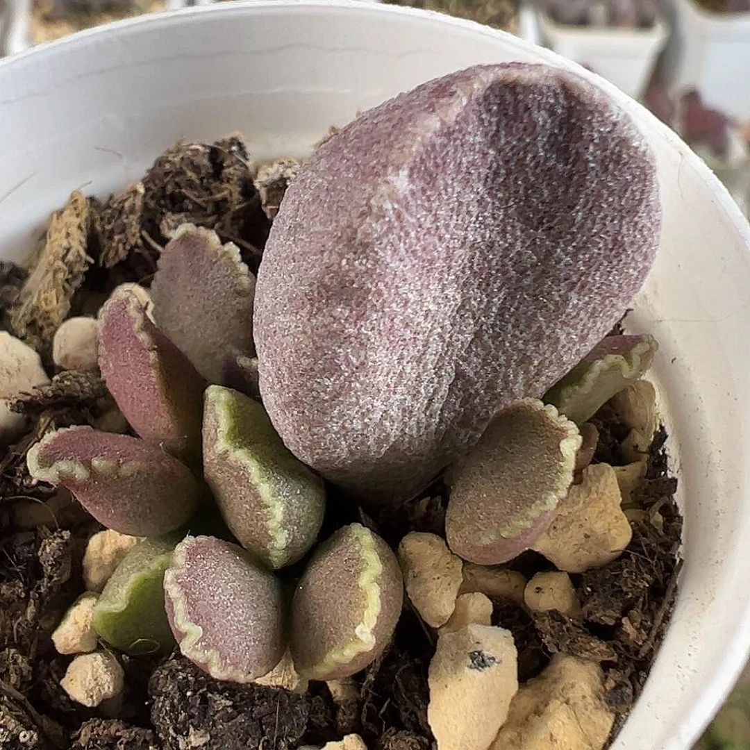 实生新品多肉水泡植物