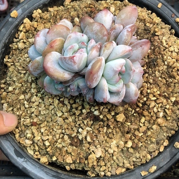 星影石榴籽福利出咯 393