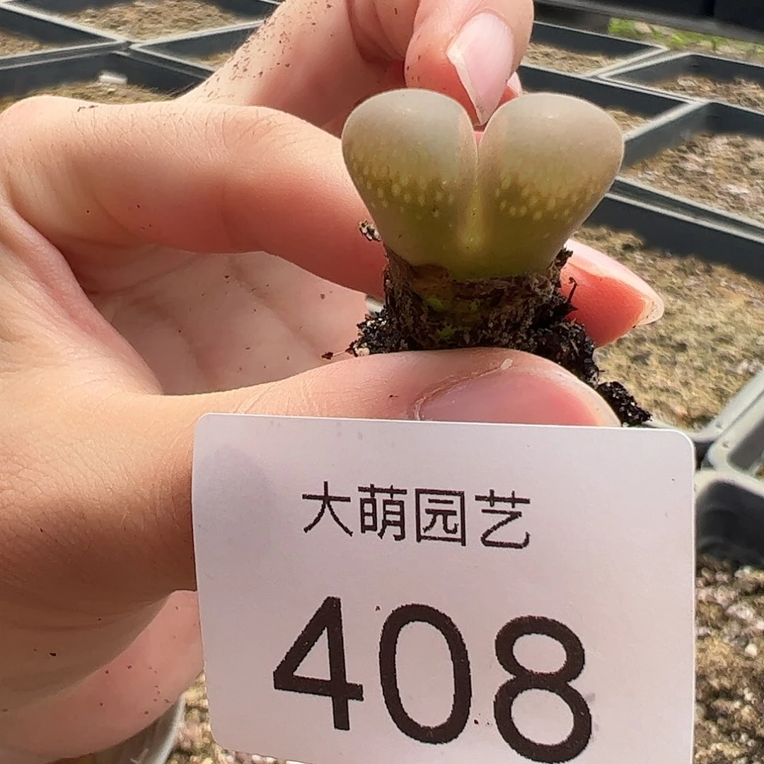 一物一拍，。    408,PNSP