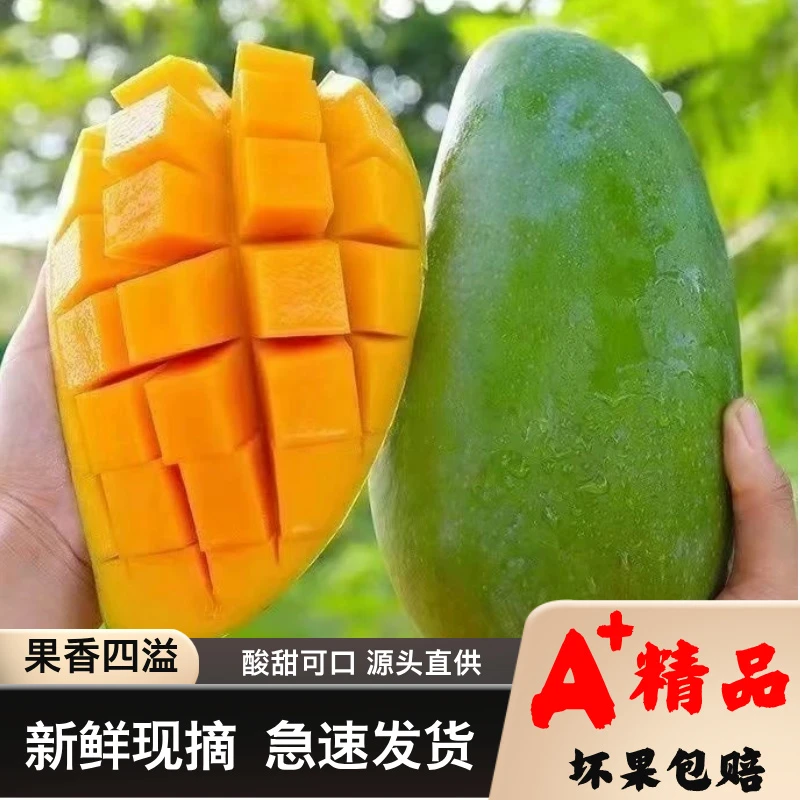 3【放软再吃】云南正宗大青芒新鲜现摘当季水果软糯香甜热带水果