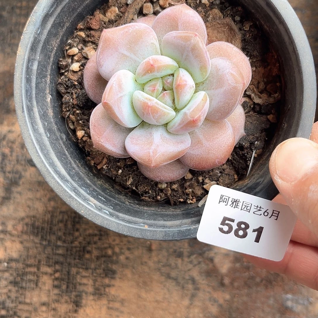 阿雅园艺。   581星影