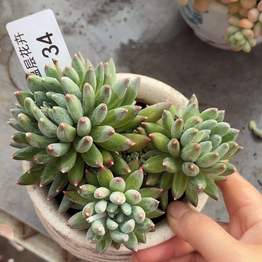 同温层多肉流星雨34