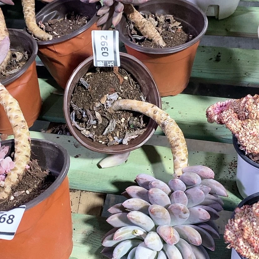 【闪购商品】所罗门0392