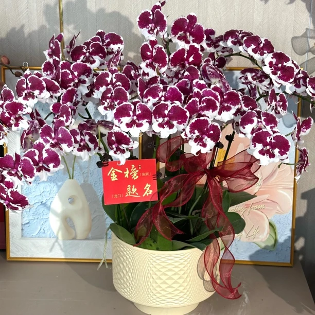 喜乐兰［一千零一夜］稀缺酒红渐变花色蝴蝶兰懒人室内花卉基地直发