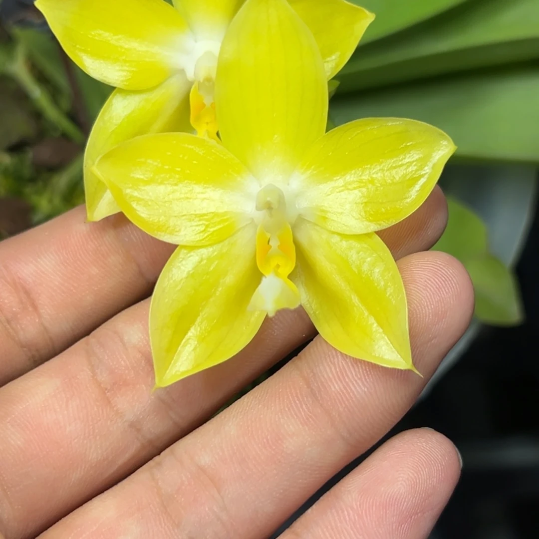 完全开放l368八寸ys1168