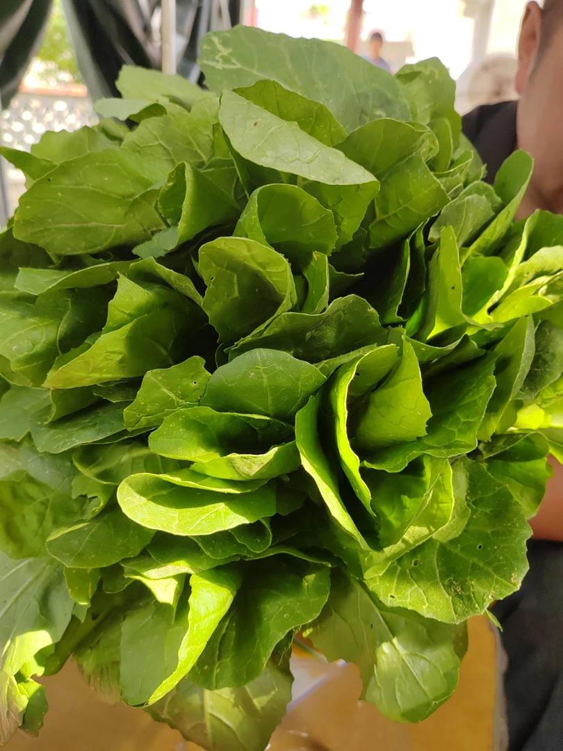 沂蒙山本地小白菜