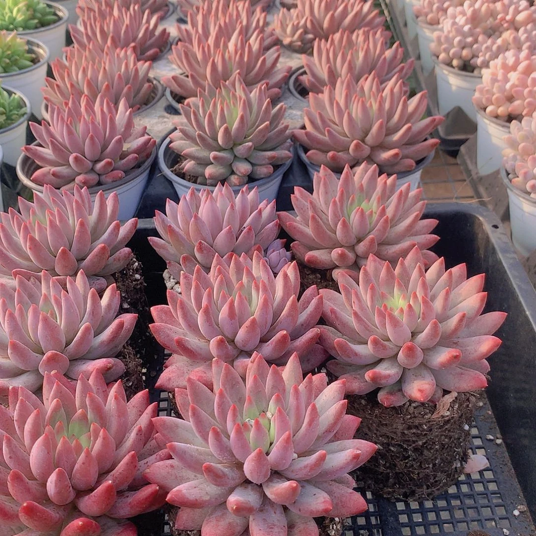 红体单头虞美人45788900000