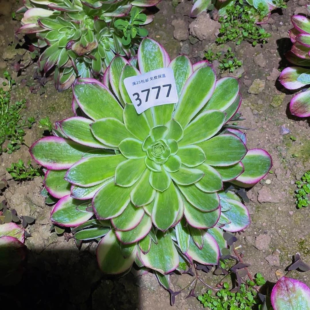 3777海仙多肉植物