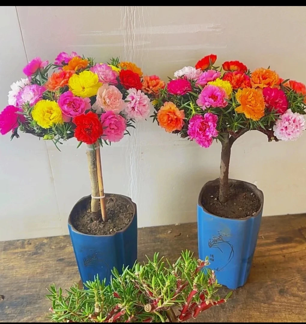 一颗多色太阳花老庄