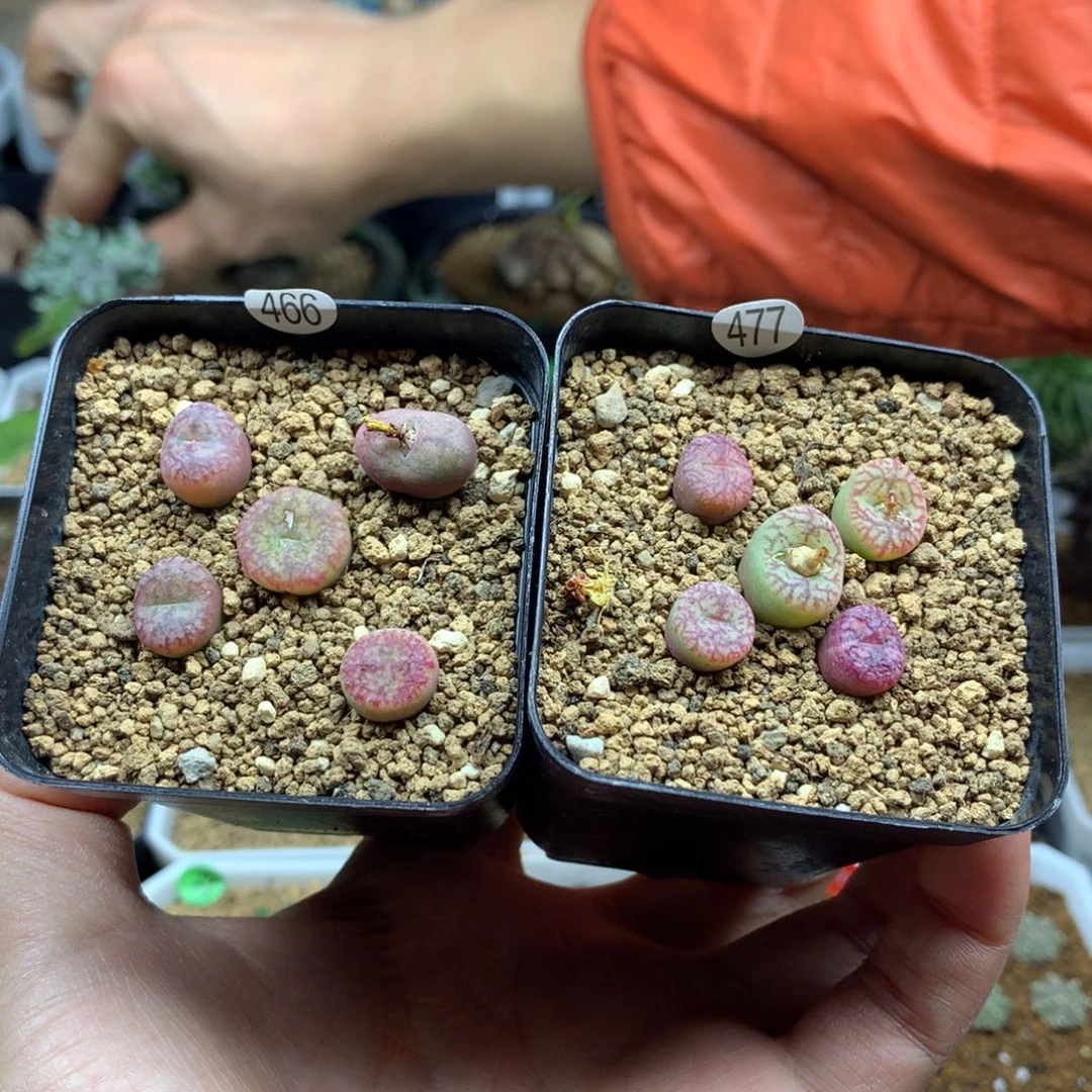 吻*10颗脱土多肉