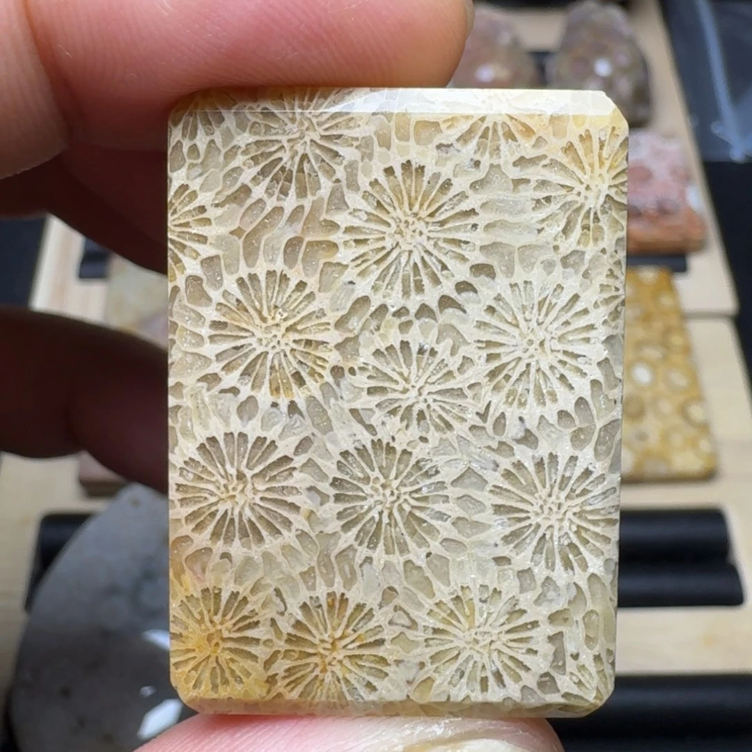 硅化珊瑚（珊瑚玉）未镶嵌纯天然色有机玉石保真色