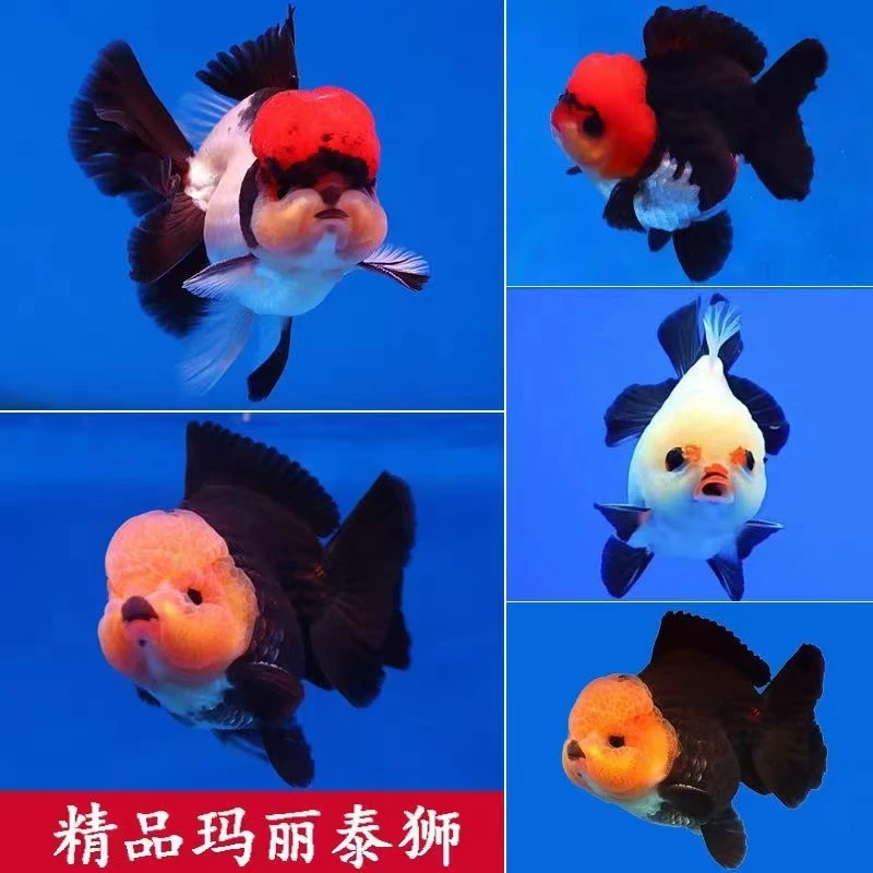 多种品种金鱼观赏鱼活体冷水鱼好养耐活适合家庭饲养