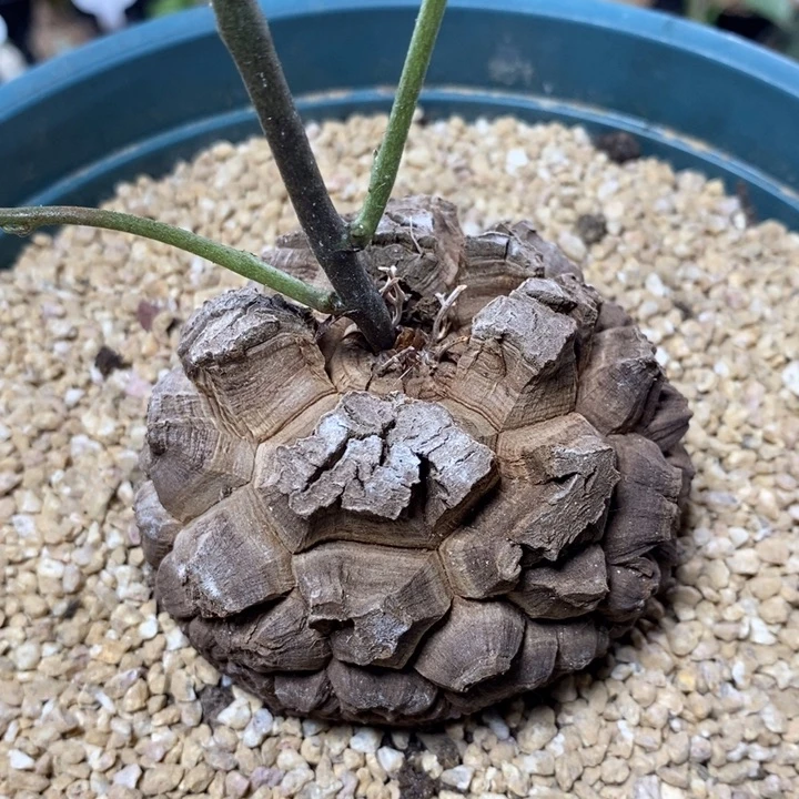 实生南非龟甲龙129号7cm
