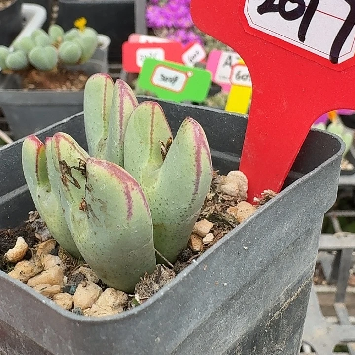 密密麻麻密密麻麻2017