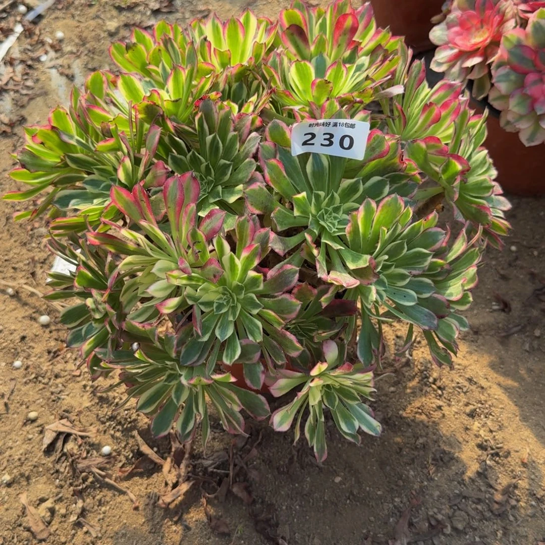 230天和。多肉植物