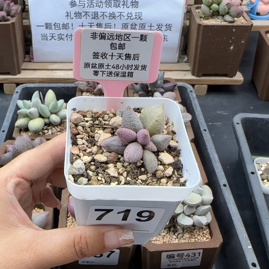 719融冰多肉植物