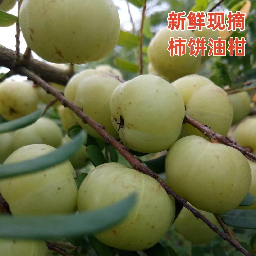 潮汕特产新鲜油甘果现摘当季水果酥脆回甘可榨汁