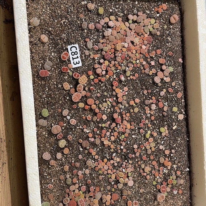 生813石花整筐脱土发货不售后