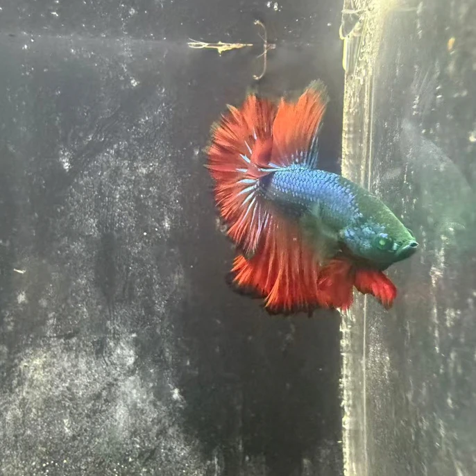 斗鱼S级地狱火星尾绿魔半月精品