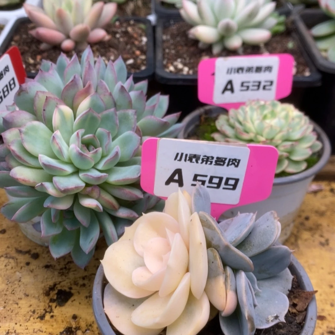 舫588-532-599锦锦锦锦
