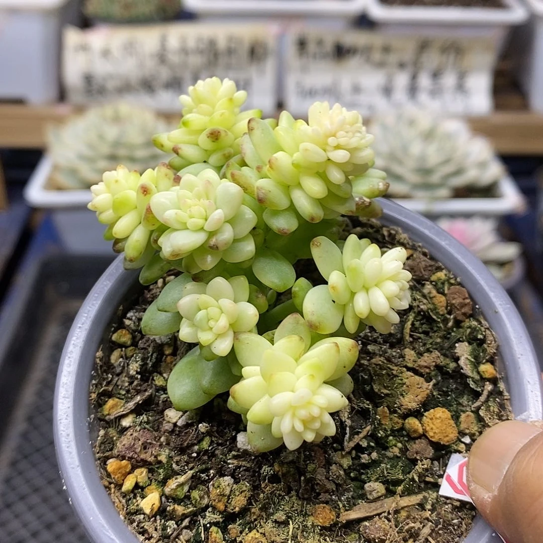 2965 香格里拉锦自然群