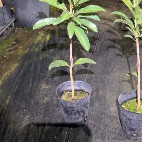 用***6金钻凤梨259537374689