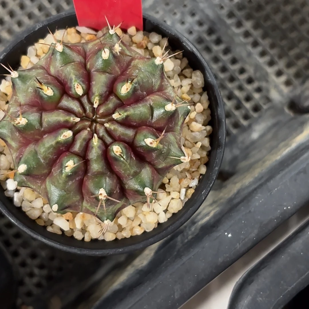 210-0915泰国发货多肉