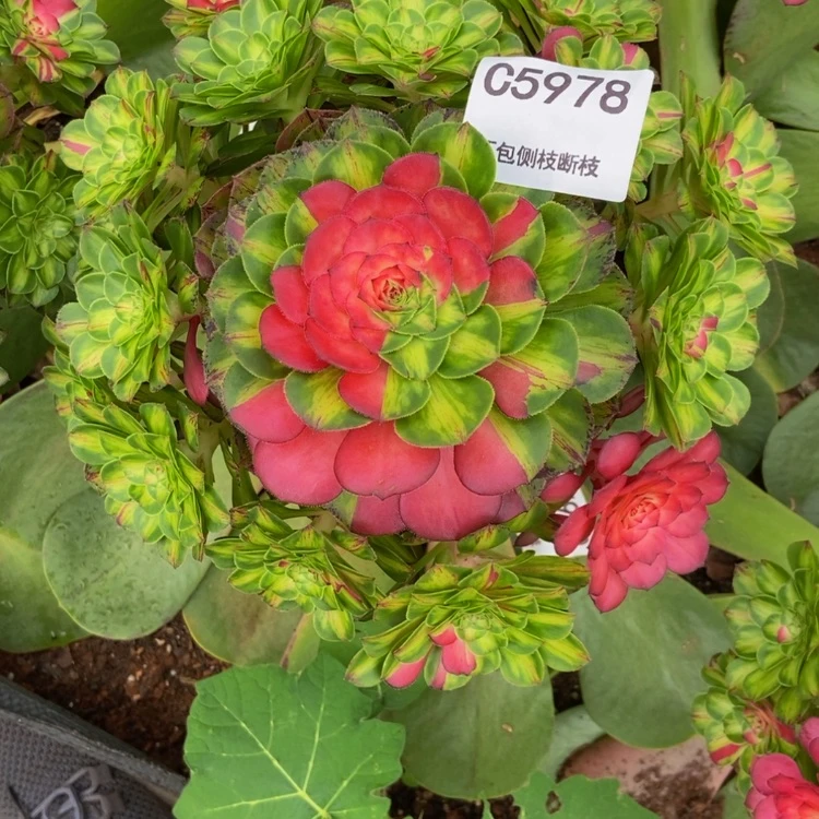 【闪购商品】梧**下5978发货多肉