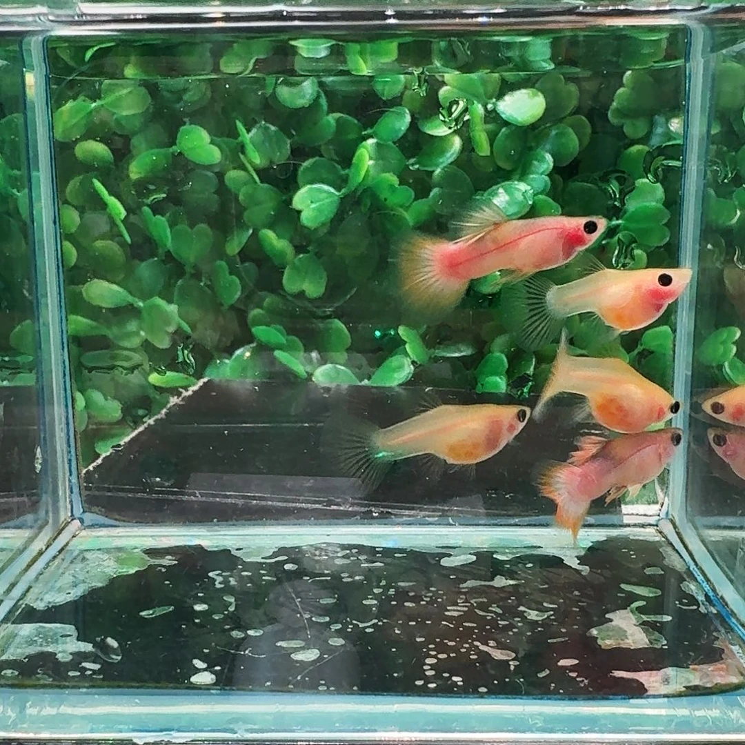 孔雀鱼幻彩玻璃猫1对